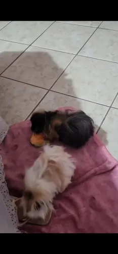 Porquinho da india ângora