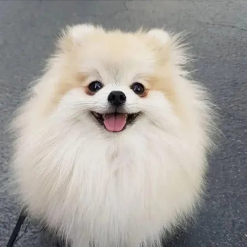 Lulu da Pomerania Alma Que Passeia Contente
