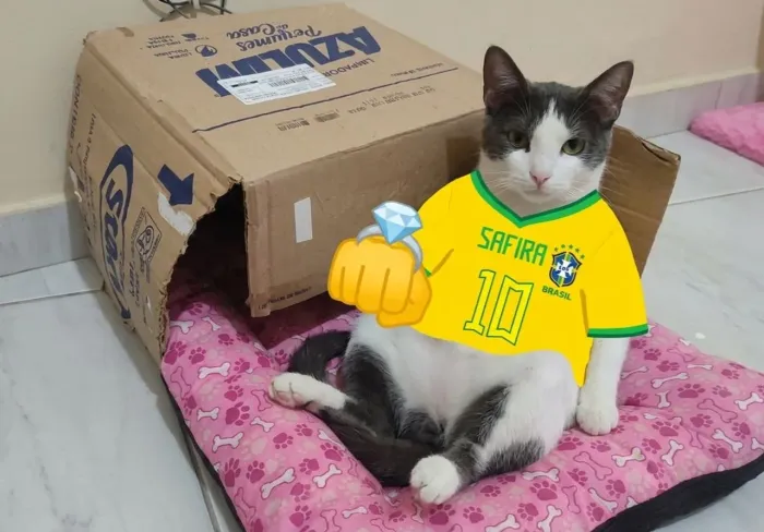 Gatinha super dócil.