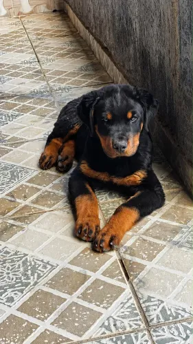 Filhote Rottweiler Macho