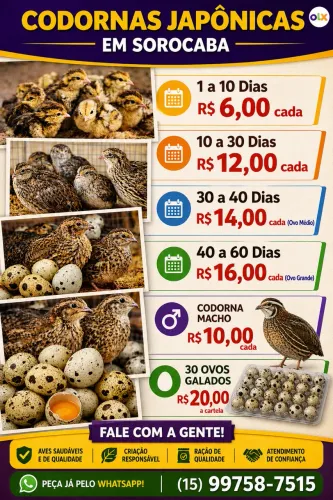 Codornas japônica