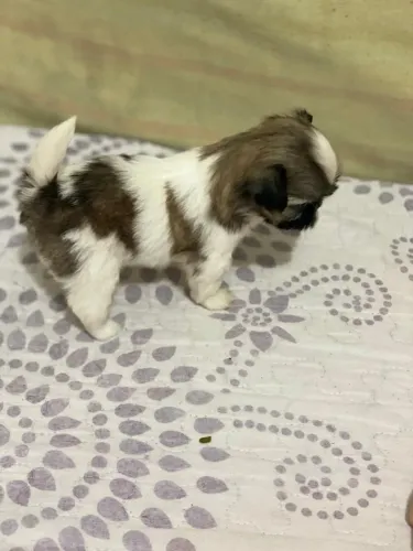 Shitzu fêmea tricolor