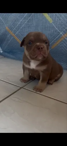 Filhote American bully