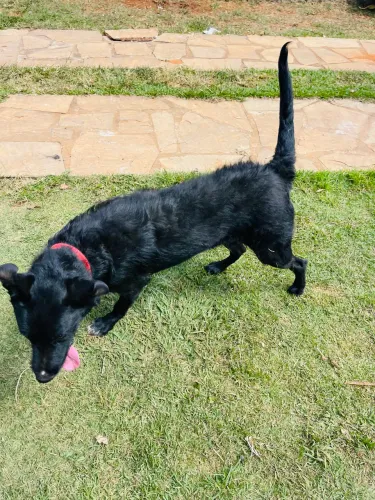 Cachorro