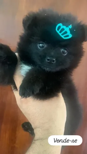 Cachorro