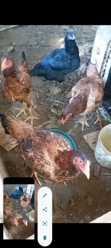 Troco 2 franga filha de galo índio gigante 1 galinha muito bonita em criação índio