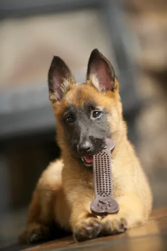 Pastor de Malinois Fêmeas 