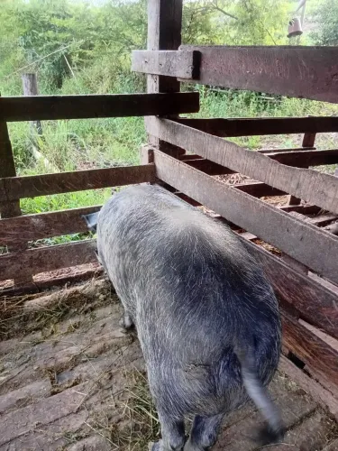 Troco.porca.por.cabra.dando.leite.