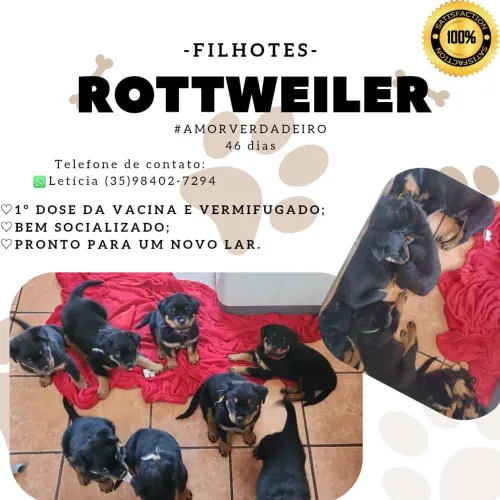 Rottweiler