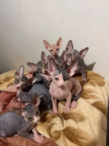 Gato sphynx filhote