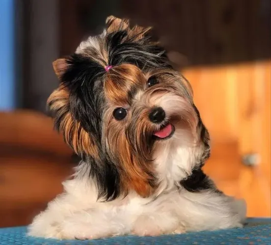 Bebês de Yorkshire biewer terrier FÊMEA 