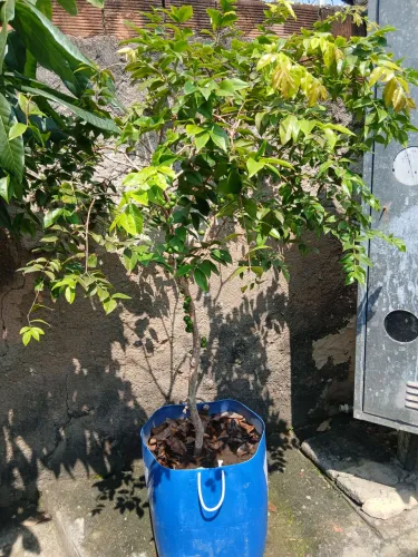 Jabuticabeira híbrida produzindo 