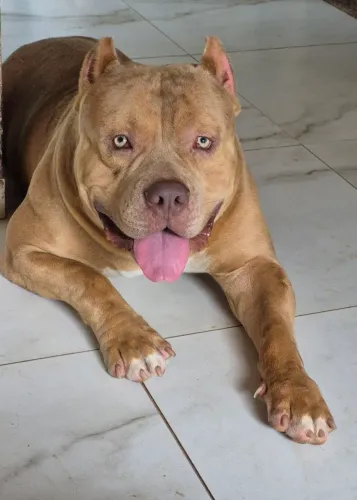 Pit monster merle disponível para cruza
