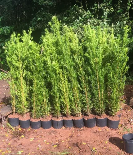 Podocarpo 1.5