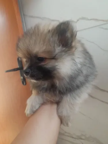 Lulu da pomerania