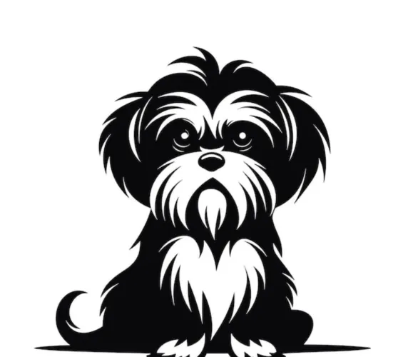 Filhote de Shitzu com Lhasa