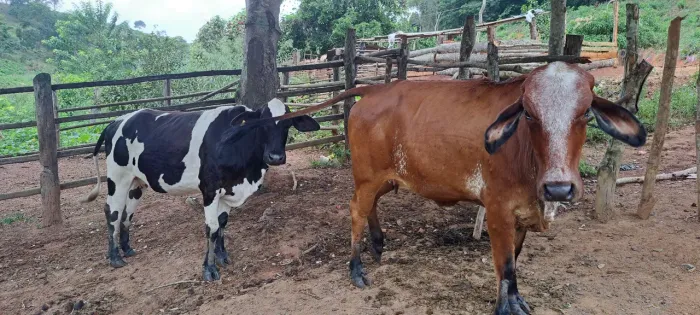 Vendo gado 