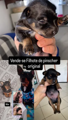 Cachorro