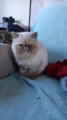 Gata Persa fêmea 
