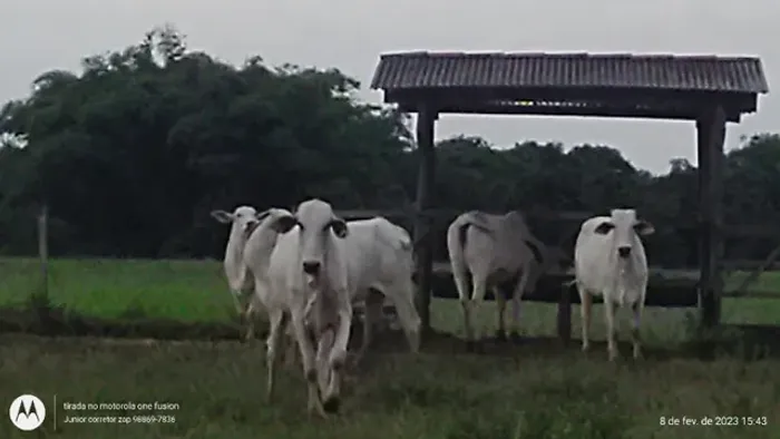 898 alqueires com confinamento pra 2 mil bois no Pará