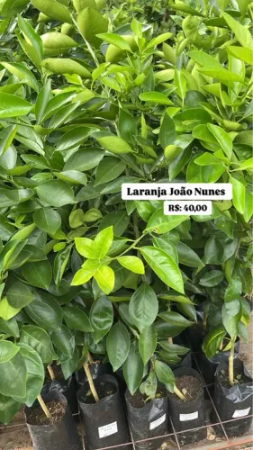Mudas de Laranja João Nunes 
