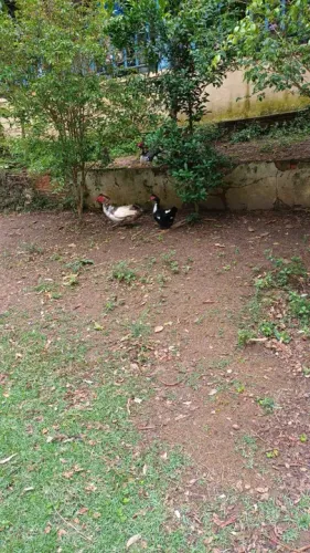 Patos