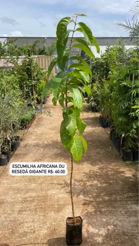 Escomilha Africana ou Resedá Gigante