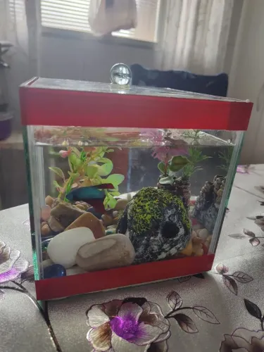 Aquário Decorativo para peixe beta decorado 