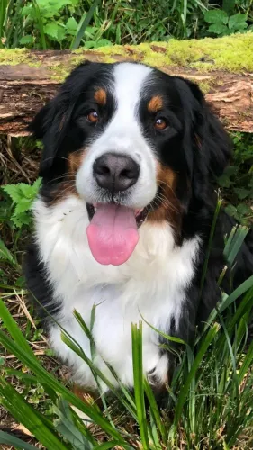 Femêa de Bernese Mountain com 59 dias vacinada com pedigree e garantias em contrato