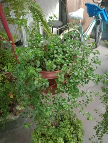 Planta Barba de Moisés