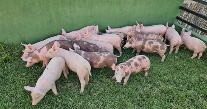 Suínos para o natal