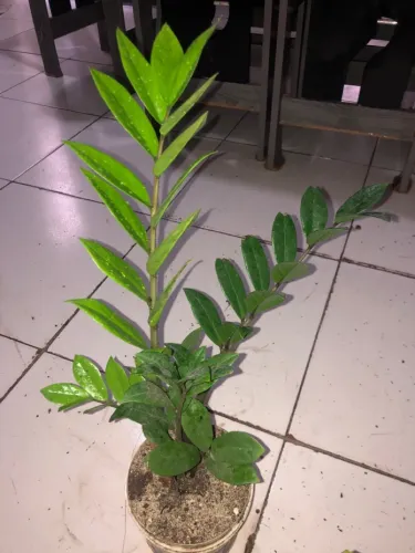 ZAMIOCULCAS 