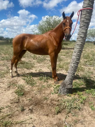 Égua mangalarga marchado