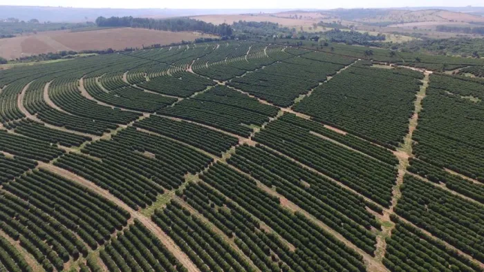 Fazenda com área verde e plantio de café