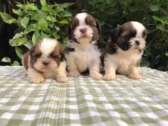 Shih Tzu machinhos. Um amor de 4 patas!