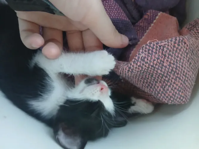 Doação responsável gatinha