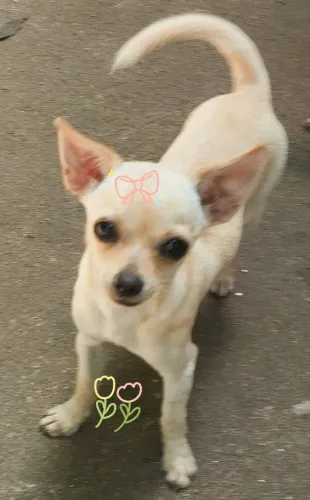 CHIHUAHUA FÊMEA 