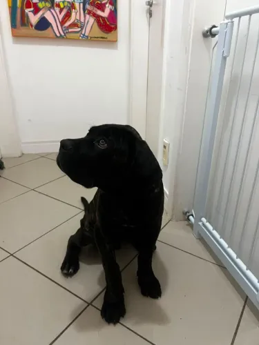 CANE CORSO Filhote Macho