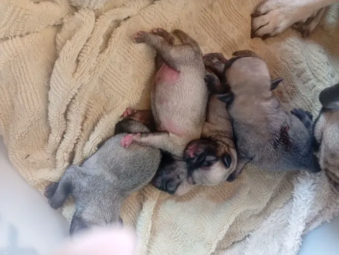 Lindíssimos filhotes de Pug
