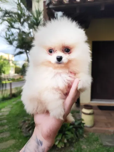 Lulu da Pomerânia anão 