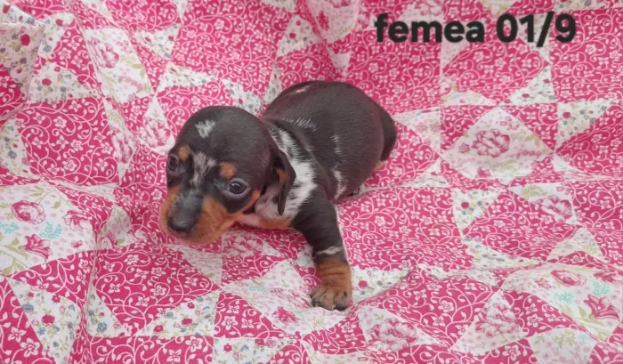 Dachshund fêmea e macho disponível para reserva