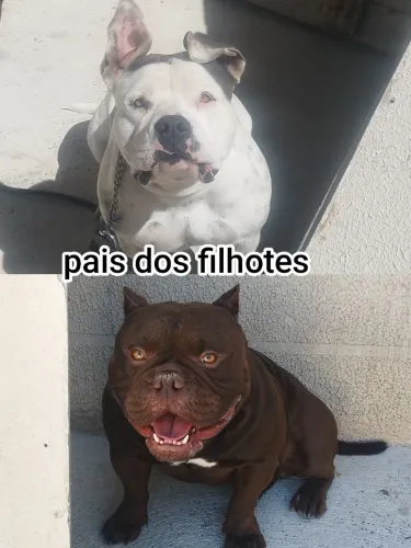 Vendo filhotes fêmeas de American Bully 