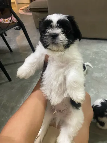 Shih Tzu machinho - vacinado e vermifugado - R$ 1.300