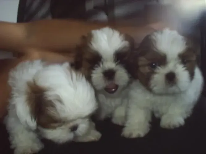 Shih tzu