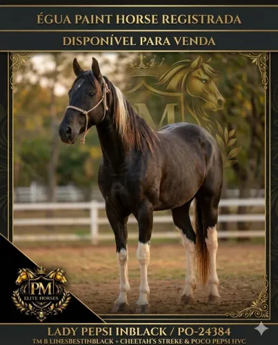 ÉGUA PAINT HORSE REGISTRADA 