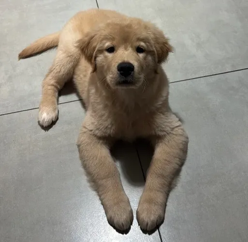 Cachorro