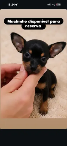 Pinscher 0