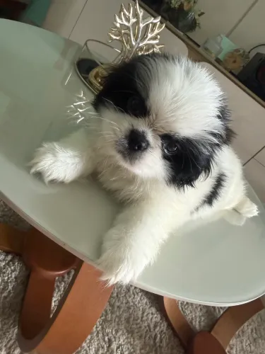 Vendo filhotes de Shitzu macho