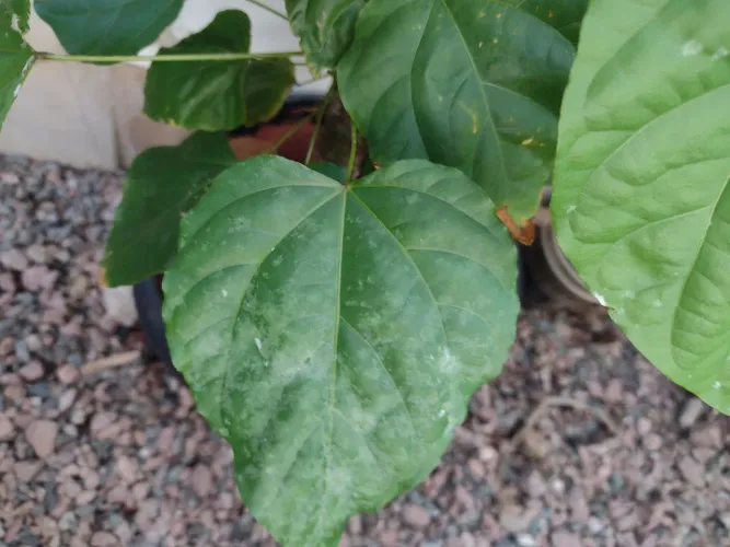 Imperdível! Muda de urucum (onde se extrai o colorau amplamente consumido hoje em dia) .