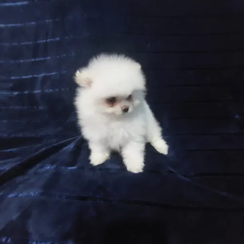 Lindos spitz fêmea e macho com 60 dias anão branco